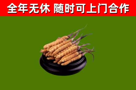泸定县回收散虫草