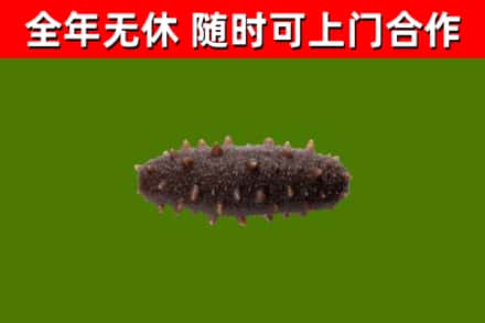 泸定县回收海参干